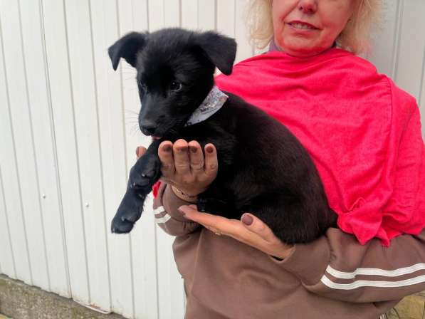 Маленький хорошенький щенок в Санкт-Петербурге фото 12