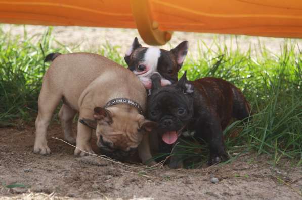 Французский бульдог щенки в Москве фото 3