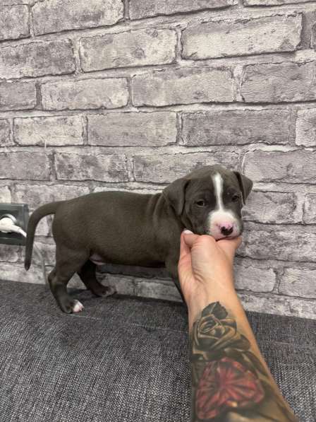 Кобели амстафф тяжёлый тип в Москве фото 3