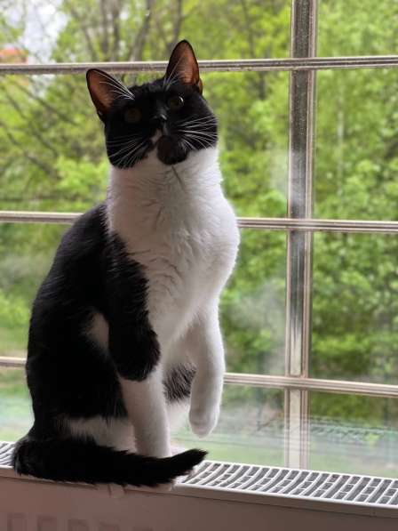 Красивая кошечка в добрые руки в Москве фото 4