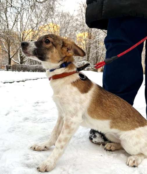 Маленькая и ласковая собачка, диванный вариант в Санкт-Петербурге фото 10