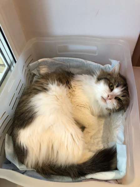 Котенок в добрые руки в Казани фото 3