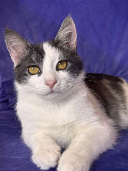 Замечательный котенок Лунтик ищет дом! в Москве фото 4