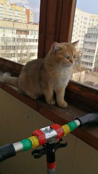 Шотландская золотая шиншилла в Обнинске фото 8