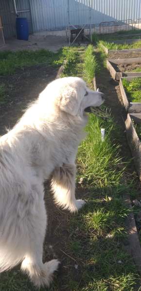 Шикарная собака в Екатеринбурге