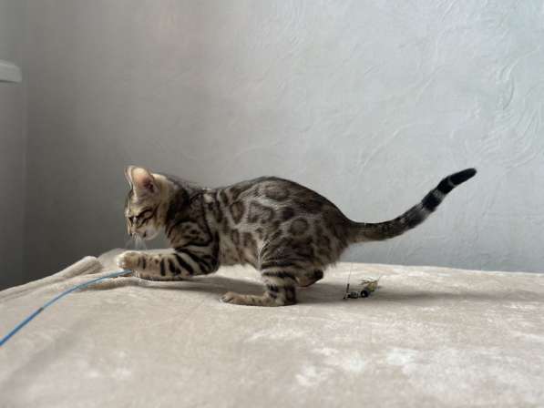Available Bengal kittens в фото 8