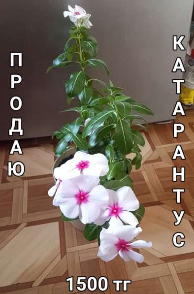 Катарантусы разных расцветок продаю в фото 27