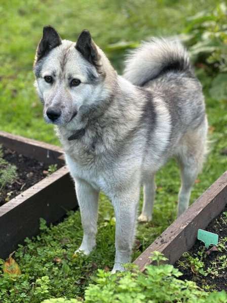 Молодой пёс ждет своего хозяина!