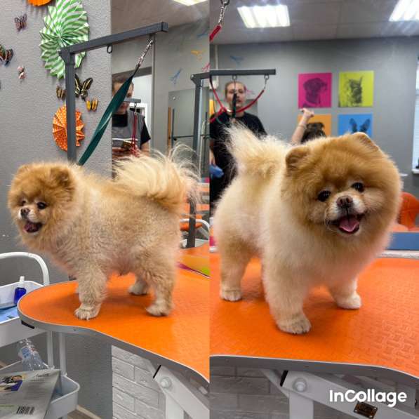 Груминг, стрижка собак и кошек в Ростове-на-Дону