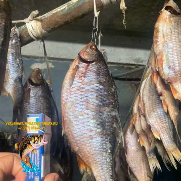 Рыба вяленая и сушена Сорожка по цене 350 руб./кг в Москве фото 4