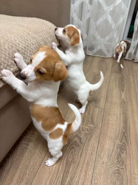 Щенки породы джек рассел терьер в Брянске фото 4