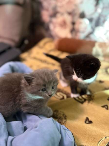 Котята в добрые руки в Новомосковске фото 3