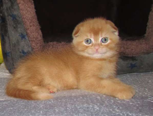 Шотландские котята в Санкт-Петербурге фото 8