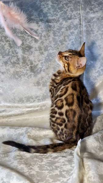 Бенгальские котята в фото 6
