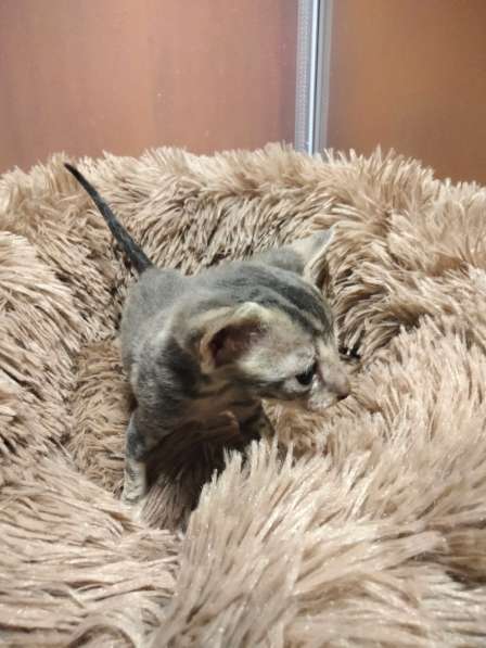 Котята породы Корниш-рекс редких окрасов в Астрахани фото 8