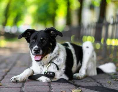 Отдам даром Молодая собака Бони ищет супер-хозяина в Санкт-Петербурге фото 4