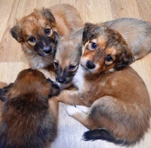 Милейшие щенки от домашней собачки