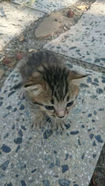 Подарю котят в Ростове-на-Дону фото 14