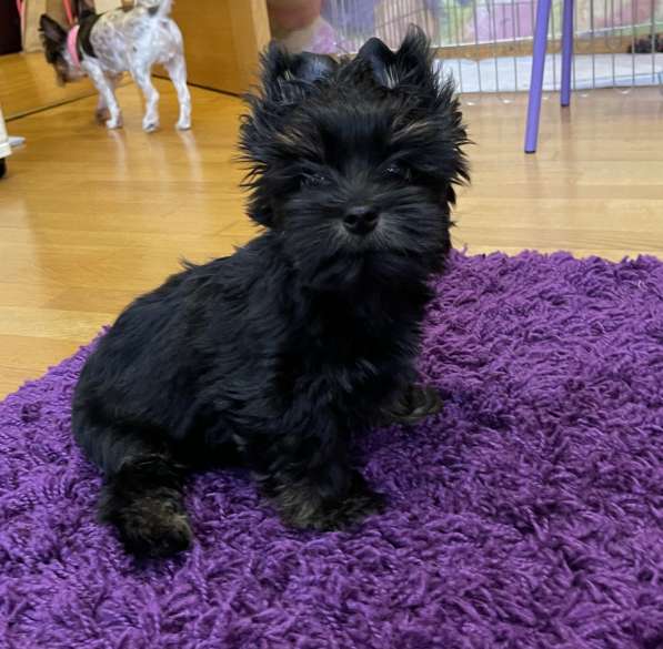 Чёрный Йорк мальчик в Москве