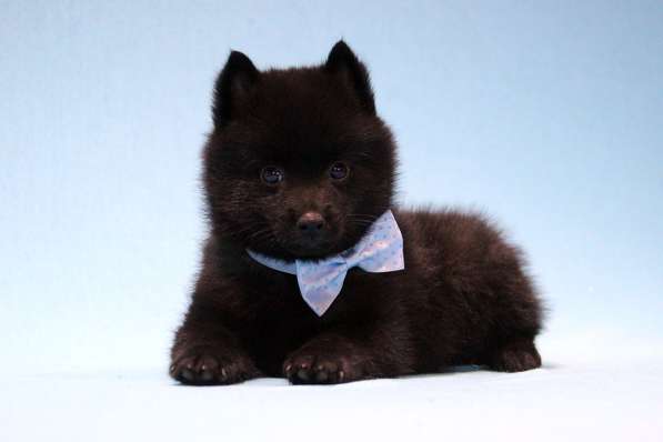 Шипперке щенки из питомника в Москве фото 9