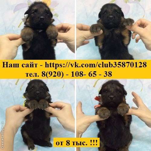 Немецкая овчарка. потрясающие щеночки