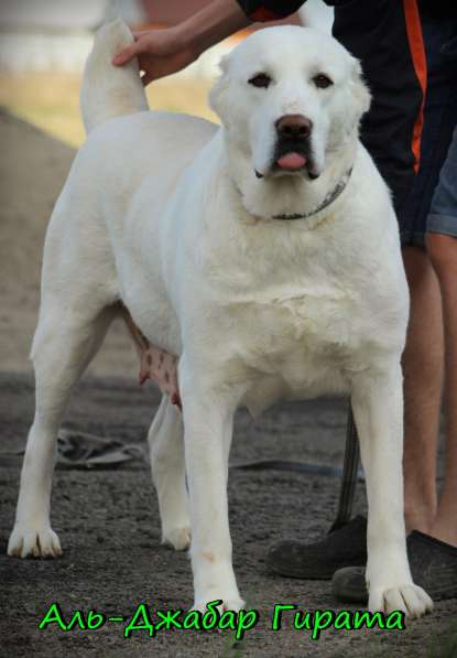 Щенок Среднеазиатской овчарки в Новосибирске фото 40