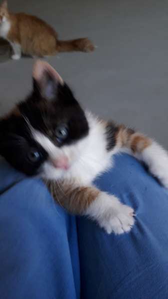 Отдам котенка-кошечку в добрые руки в Адлере фото 6