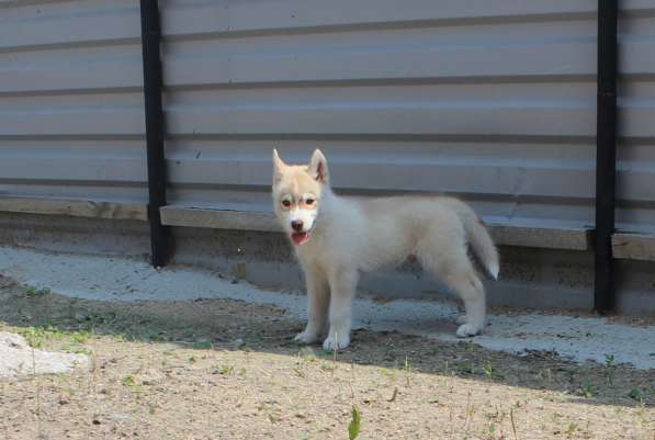 Продажа щенков Хаски в Новосибирске фото 23