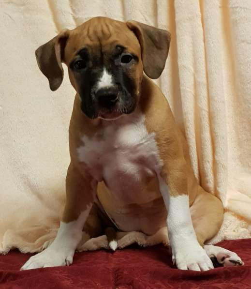 Стаффордширский терьер ДЕВОЧКА в Москве фото 3