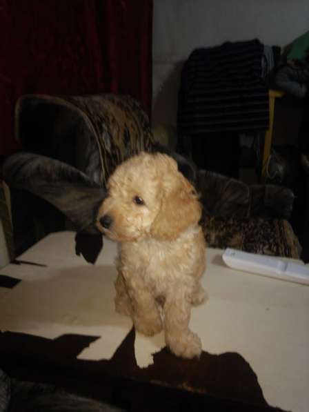 Предлагаю щенков карликового пуделя в Симферополе фото 6