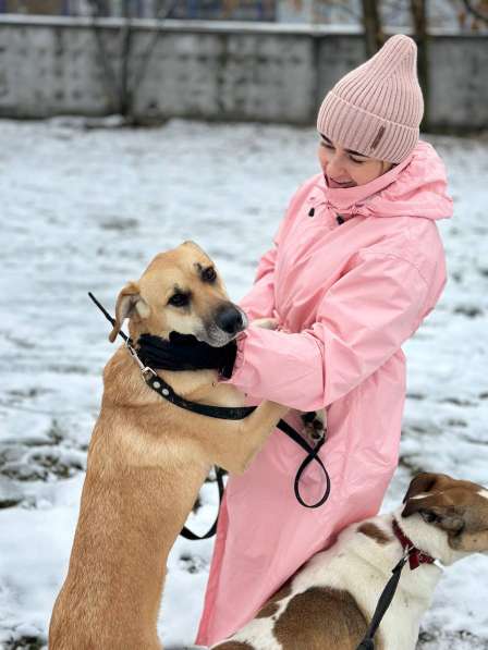 Собака из приюта в добрые руки в Москве