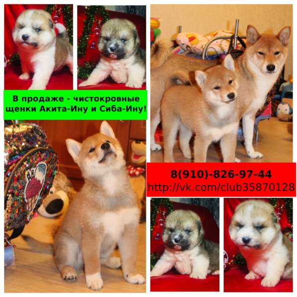 Чистокровные щенки акита-ину и сиба-ину