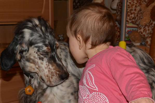 Английский сеттер щенки из элитного питомника в Москве фото 33