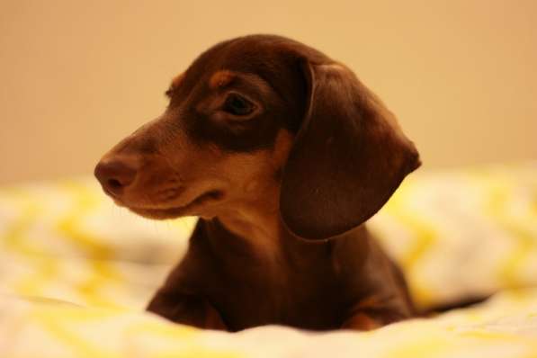 Продается Кроличья такса (kaninchen dachshund) в фото 5