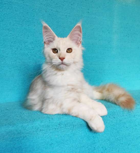 Котики мейн-кун из питомника в Владимире фото 7