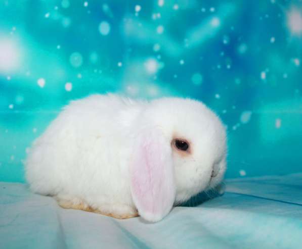 Продажа вислоухих мини-крольчат на новый год в Москве фото 11