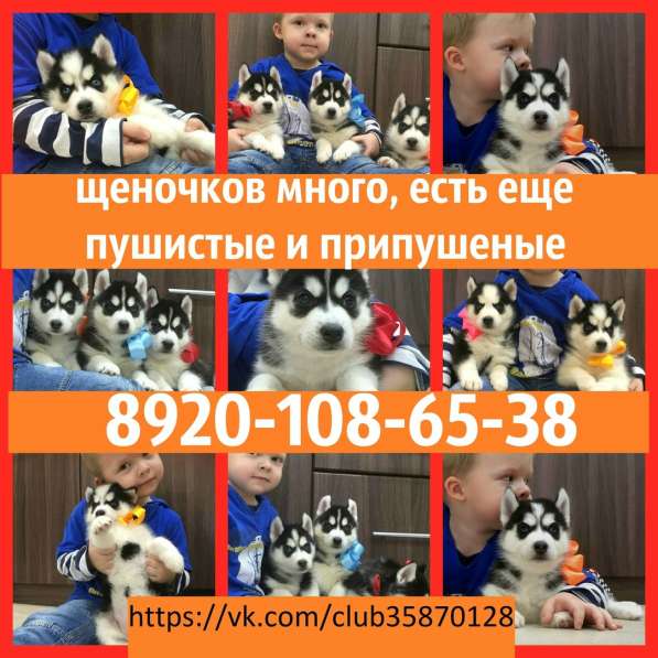 Хаски щеночки. черно-белые голубоглазые в Ярославле