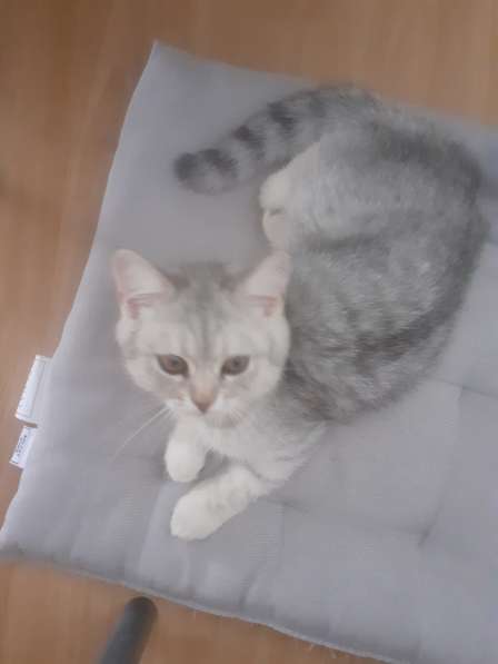 Британские котята в фото 15