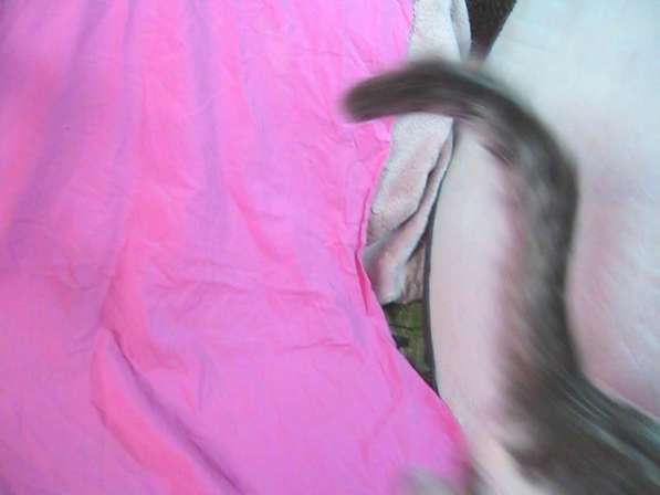 Анатолийский котенок - девочка 6 мес. Лоток знает в 