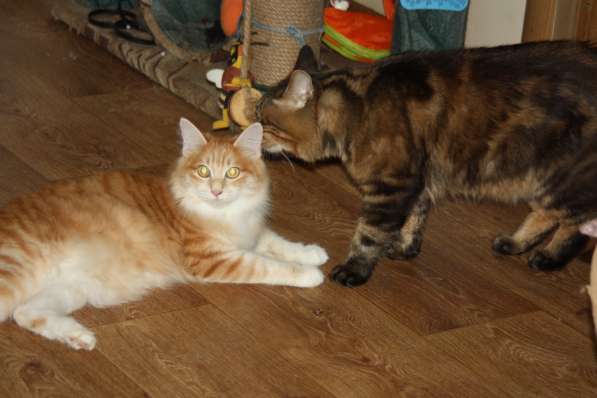 Курильский бобтейл в Санкт-Петербурге фото 10