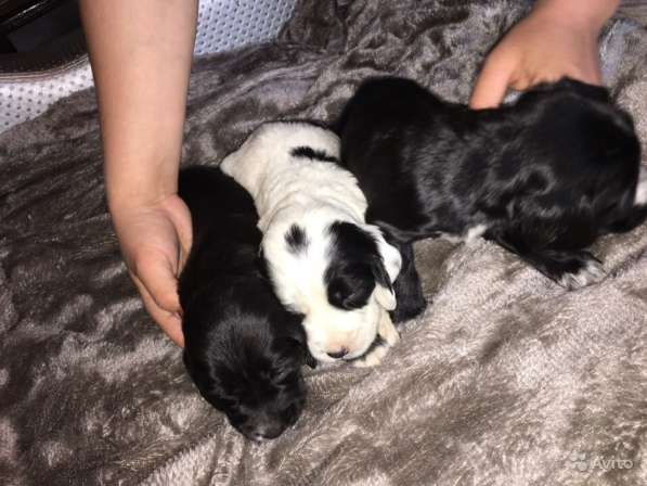 Щенки кокер спаниеля в Саратове фото 11