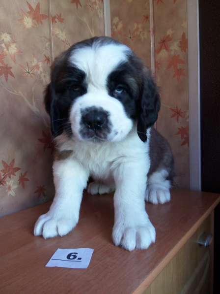 Щенки сенбернара в фото 87