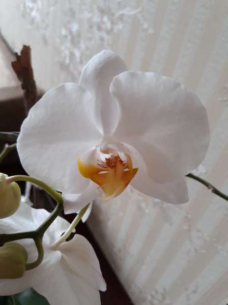 Орхидея фаленопсис в Москве фото 5