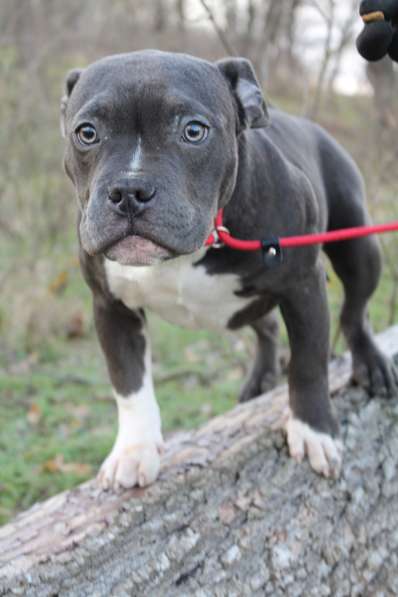 Породные щенки Американ Булли в фото 18