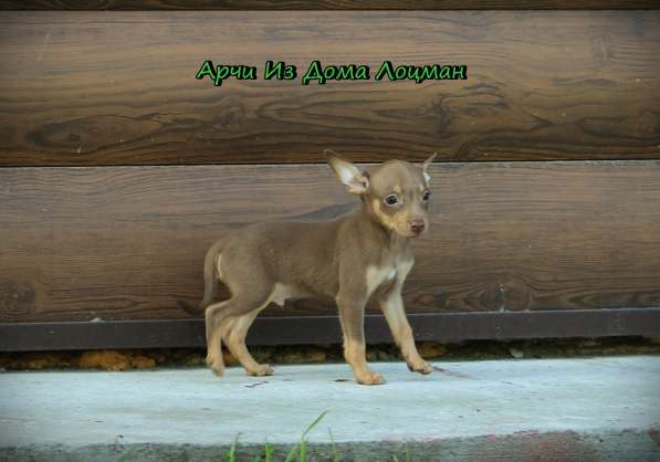 Щенки Русского той -терьера в Новосибирске фото 40