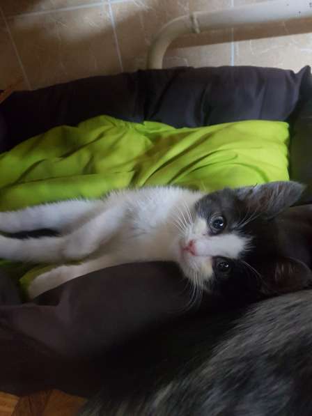 Отдам котенка в Дмитрове фото 13