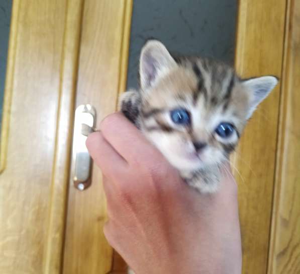 Котята в фото 10