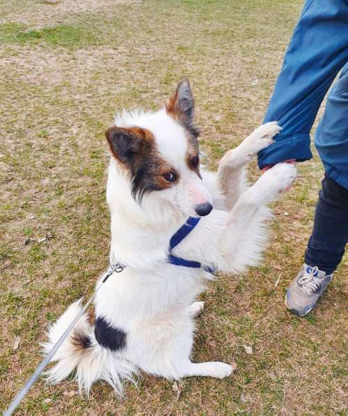 Красивая собачка ищет дом в Москве