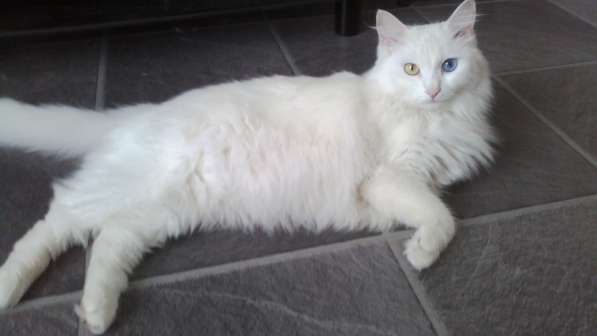 Белоснежный кот GOOGL