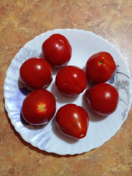 Семена экзотических и урожайных сортов томата в Барнауле фото 9